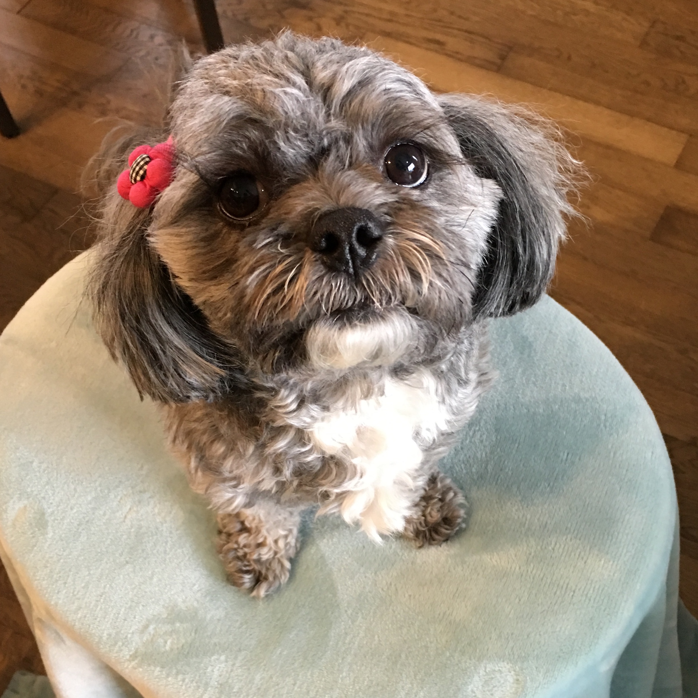 Sally the dog